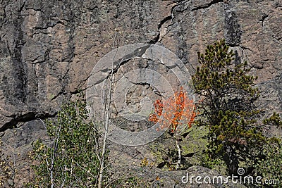 Single colorful Aspen plant on a hill Stock Photo