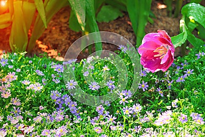 Single colorful flowers sweet pink tulip with green stem , water drops blooming in garden and sunrise in the morning , nature Stock Photo