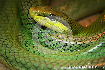 Single colorful green snake Stock Photo