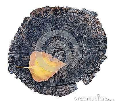 Single colorful leaf and old tree stump Stock Photo