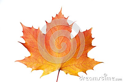 Single colorful maple leaf at autumn Stock Photo