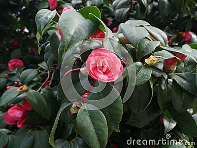 Single colorful pink camellia flower on a bush Stock Photo