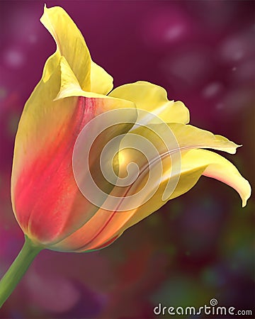 A single colorful tulip with a pretty background. Stock Photo