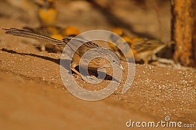 Single common babbler bird Stock Photo
