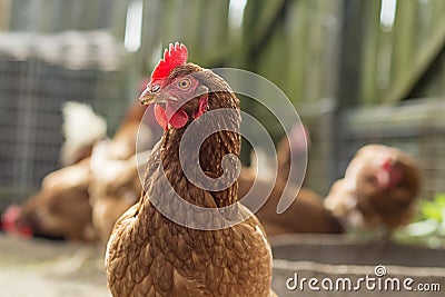 Single common brown chicken Stock Photo