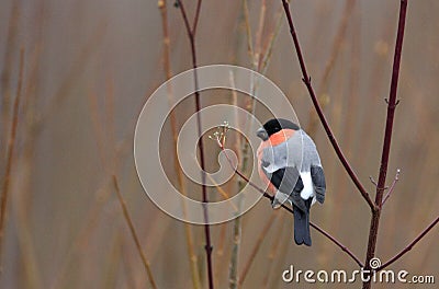 Single Common Bullfinch bird on a tree branch in winter season Stock Photo