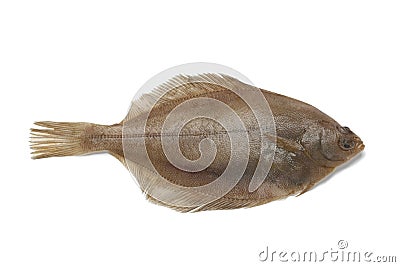Common dab fish Stock Photo
