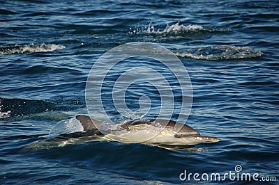 Single Common Dolphin Stock Photo