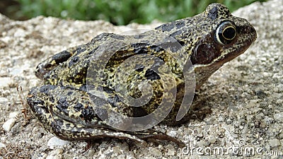 A single Common Frog, Rana temporaria. Stock Photo