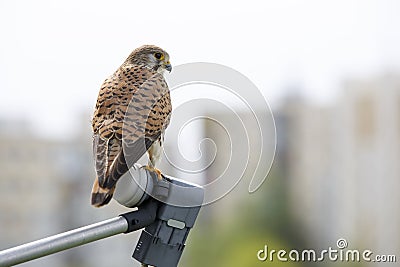 Single Common Kestrel bird Stock Photo