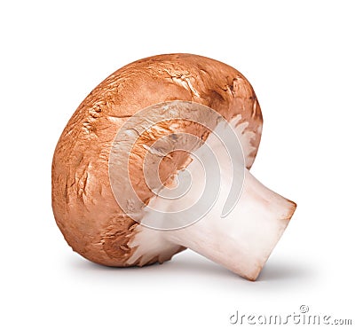 A single common mushroom Stock Photo