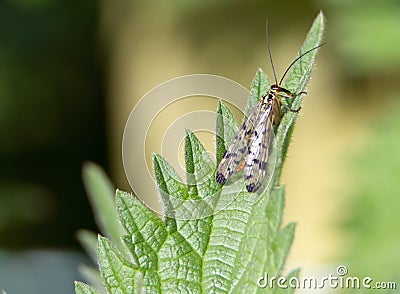 a single common scorpionfly (Panorpa communis) Stock Photo