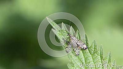 a single common scorpionfly (Panorpa communis) Stock Photo