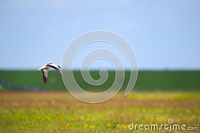 Single common shelduck flying in the air Stock Photo