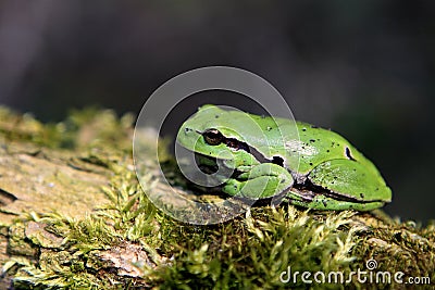 Single Common Tree Frog resting on a tree branch in spring season Stock Photo