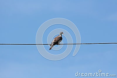 Single common wood pigeon sitting on electrical wire on clear blue sky background Stock Photo