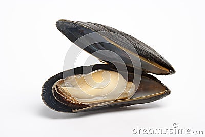 Single cooked mussel Stock Photo