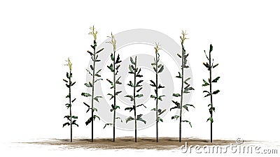 Single corn plants on a sand erea Stock Photo