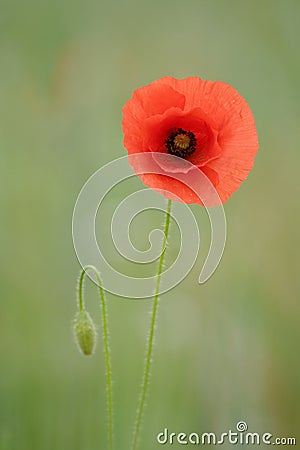 Single Corn Poppy portrait Stock Photo