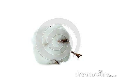 Single cotton flower isolated on white background Stock Photo