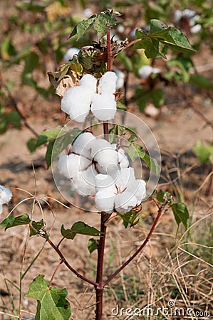 Single Cotton Plant Stock Photo