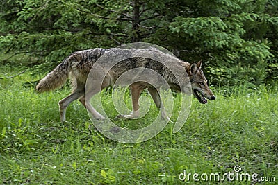 Adult Coyote walks in green grass. Stock Photo