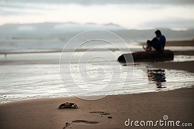 Single crab on the beach Stock Photo