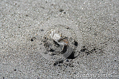 Single crab on black sand, Anse couleuvre, Martinique. Stock Photo