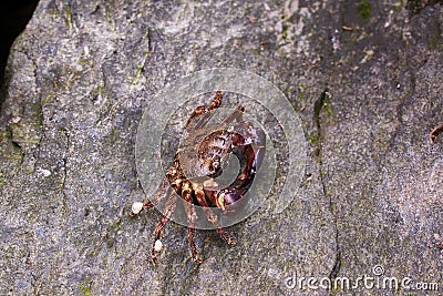 Single crab on a rock from Black Sea Stock Photo