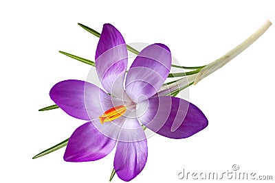 Single Crocus Flower Stock Photo
