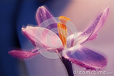 Single crocus flower close up Stock Photo