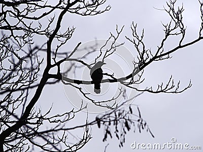 A single crow perched in the branches of a winter tree in silhouette Stock Photo