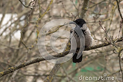 Single crow sits on a tree branch and looks to the left. Bird in the city Stock Photo