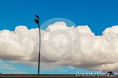 A single crow sitting on top of a street light with white clouds and blue skies Stock Photo