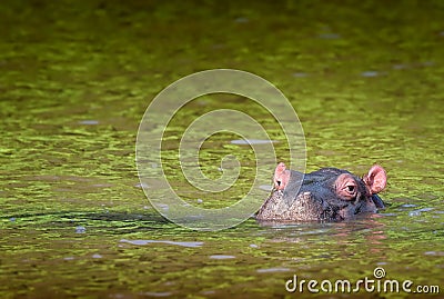 Single cute hippo calf semi-submerged in green waters. South Afr Stock Photo