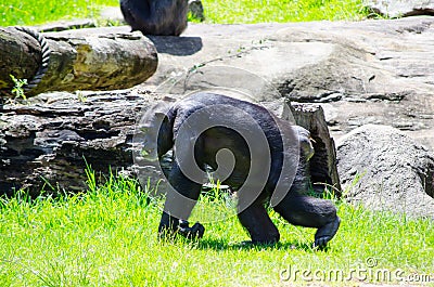 Single Cute chimpanzee monkey walking on green grass at a Zoo. Stock Photo