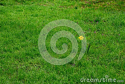 Single daffodil standing alone surrounded by grass, also called Narcissus pseudonarcissus Stock Photo