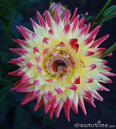 Single Dahlia with yellow and pink blossom `Isadora hapet` variety Stock Photo