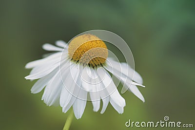 Late Daisy Bloom Stock Photo