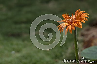 Isolated Orange Flower on Green Background Stock Photo