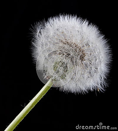 Single dandelion. Stock Photo