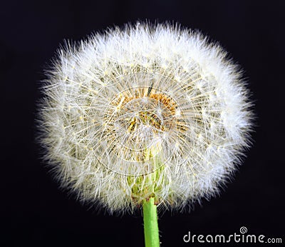 Single dandelion on black background Stock Photo