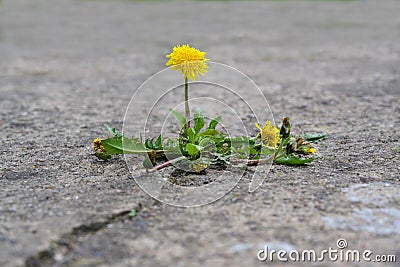 Single dandelion flower breaks its way through the concrete, concept power of nature, copy space Stock Photo