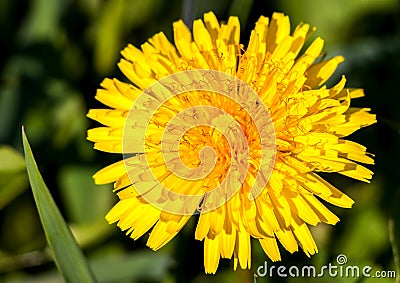 Single dandelion in front of green grass Stock Photo