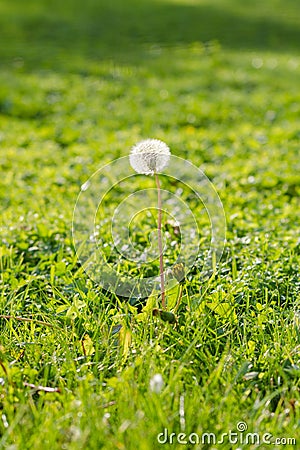 Single dandelion on green field Stock Photo