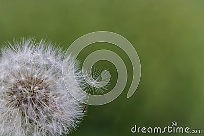 Single dandelion seed attached to the dandelion head Stock Photo