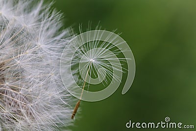 Single dandelion seed attached to the dandelion head Stock Photo