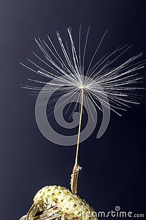 Single Dandelion Seed still attached to flower head Stock Photo