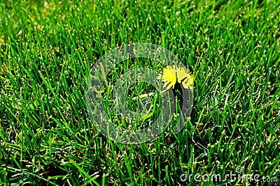 Single Dandelion in Yard of Lush Green Grass Stock Photo