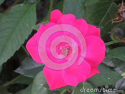 Dark Pink Rose Flower Stock Photo